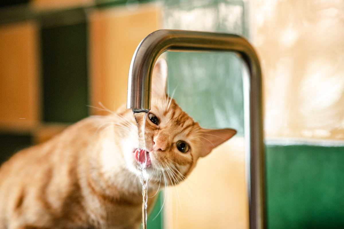 un chat roux boit de l'eau qui coule d'un robinet