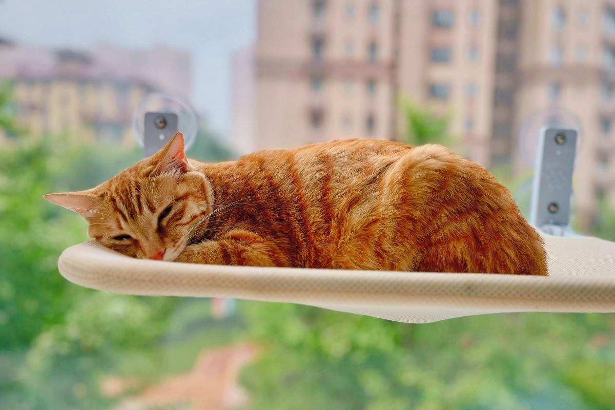 un chat roux couché dans un hamac pour chat accroché une fenêtre