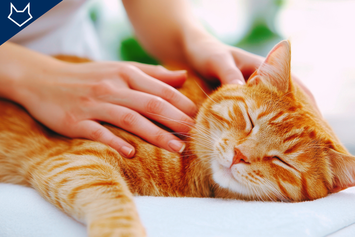 un chat roux couché se fait masser