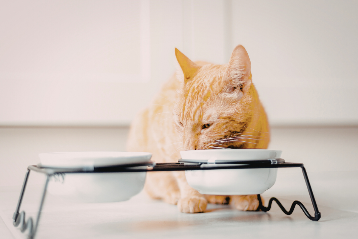 un chat roux devant un support avec deux gamelles