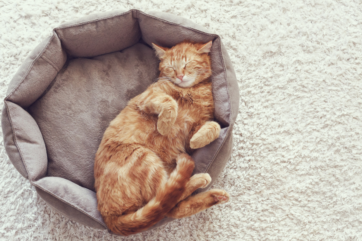 un chat roux dort dans un panier gris vu du dessous