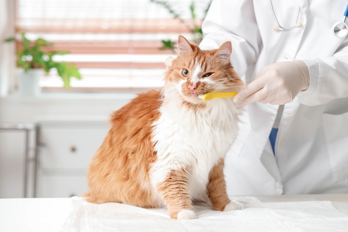 un chat roux et blanc se fait brosser les dents par un vétérinaire