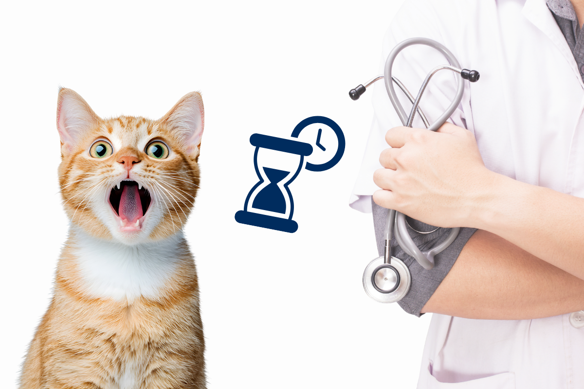 un chat roux l'air surpris à gauche avec un vétérinaire à droite et l'image d'un sablier au milieu
