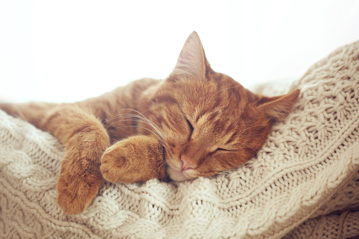 un chat roux qui dort sur un coussin beige en tricot