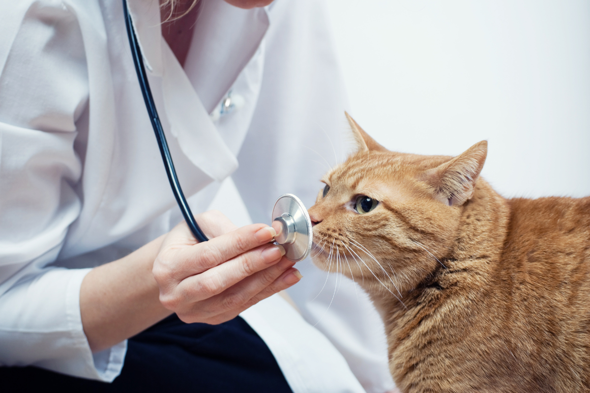 un chat roux renifle le bout du stéthoscope que lui montre la vétérinaire