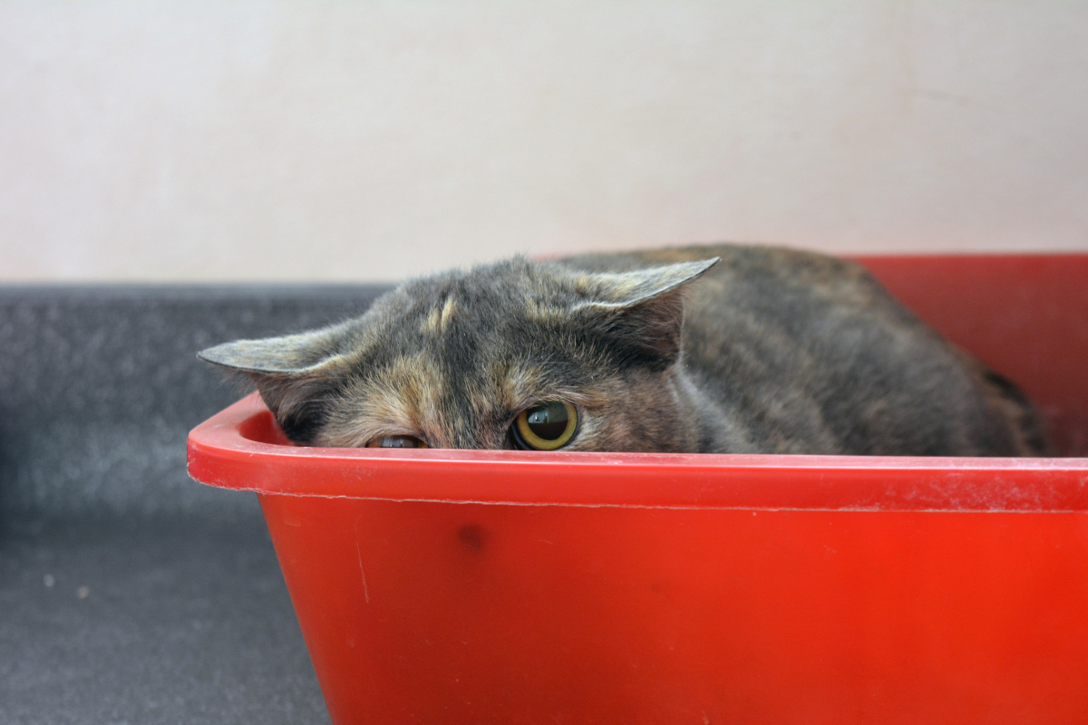 un chat se cache à moitié dans un bac rouge