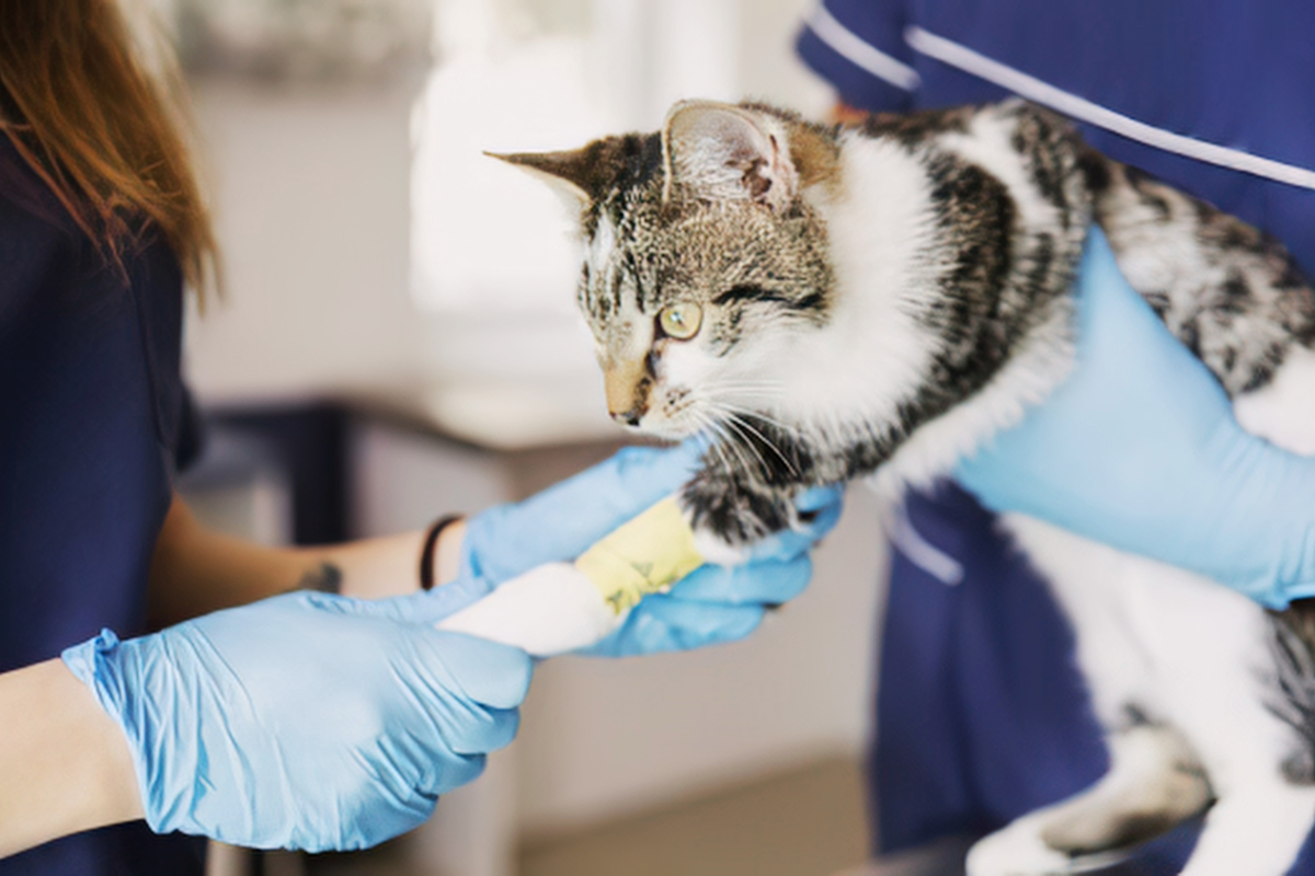 un chat se fait poser un bandage à la patte avant par deux vétérinaires