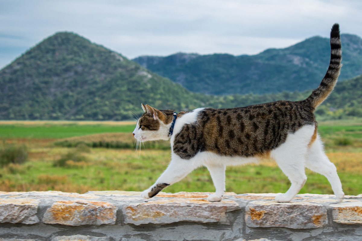 un chat se promène sur un muret