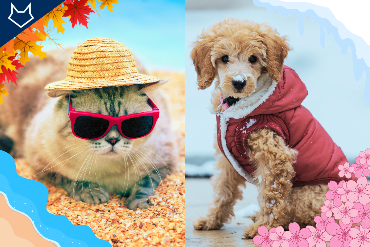 un chat sur la plage à gauche et un chien portant une doudoune à droite