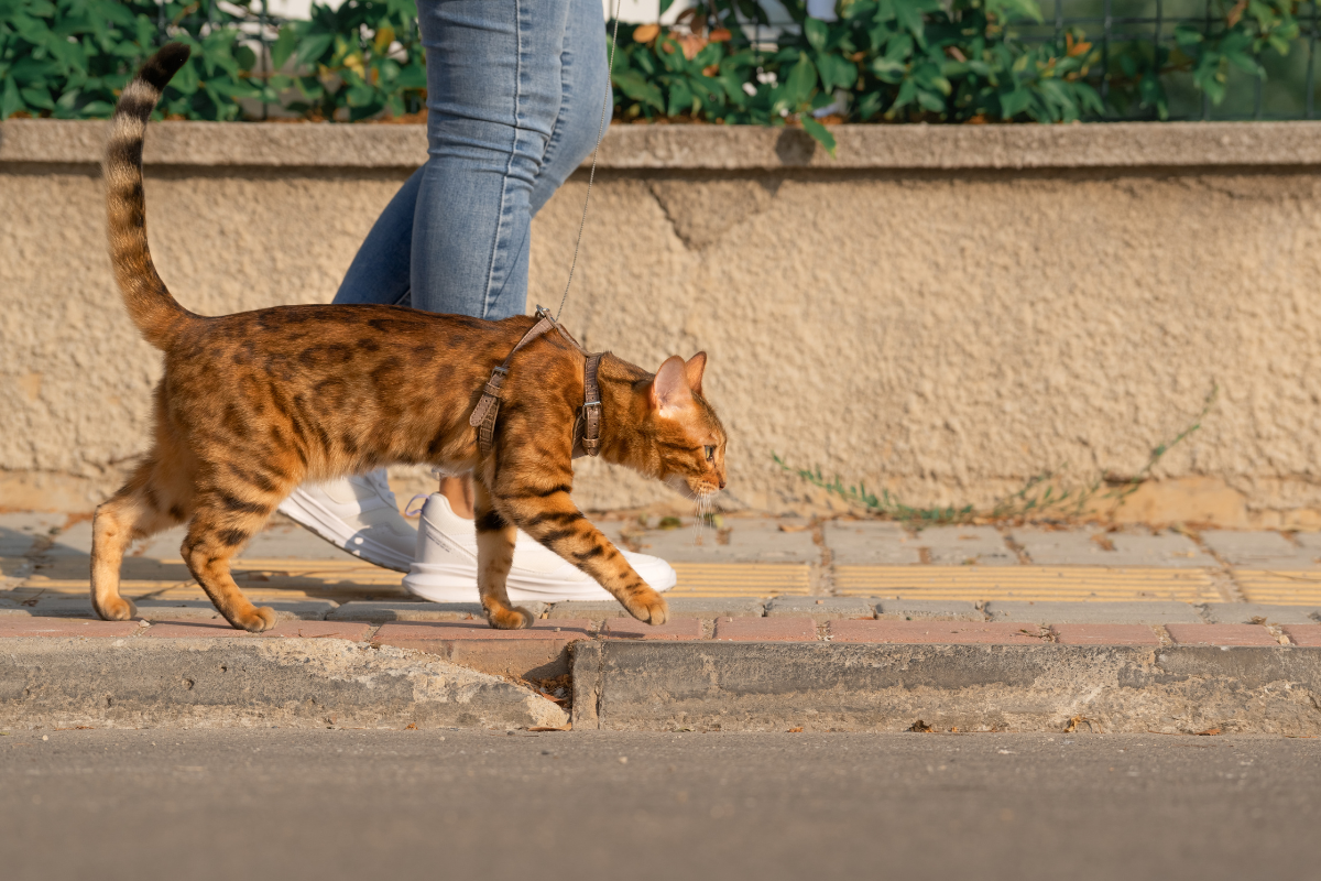 un chat tâcheté roux attaché à un harnais marche dans la rue à côté de sa propriétaire