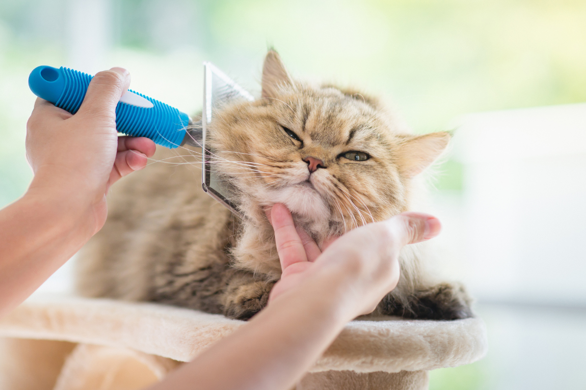un chat tigré à poils longs se fait brosser la collerette