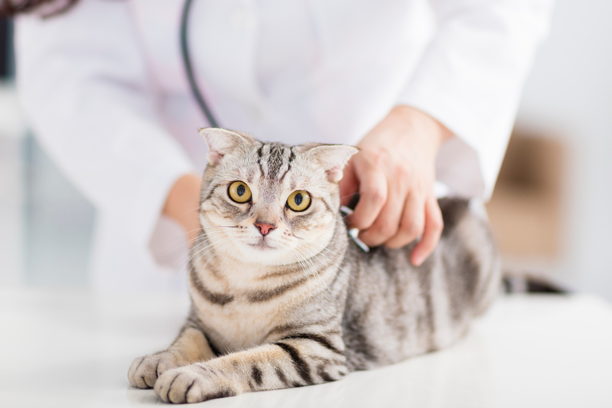 un chat tigré aux yeux jaunes se fait ausculter par une vétérinaire en blouse blanche