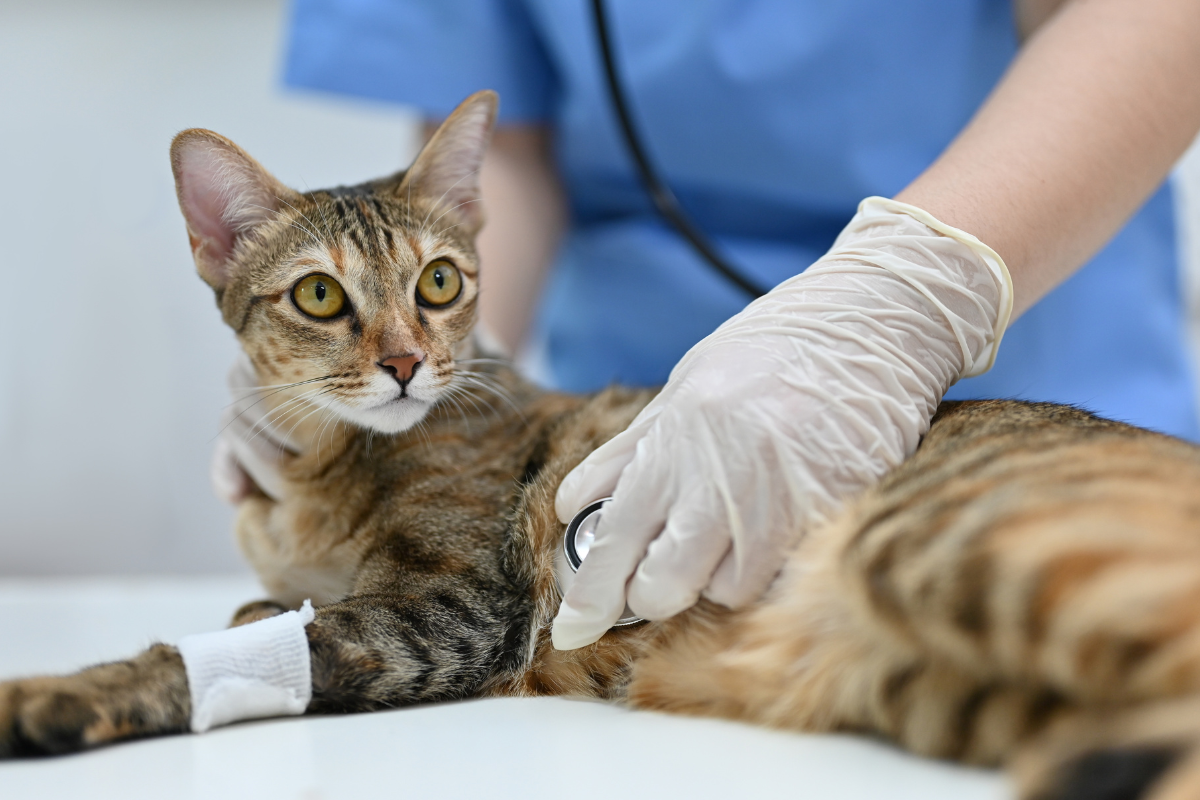 un chat tigré avec un bandage à la patte se fait examiner par une vétérinaire et son stéthoscope