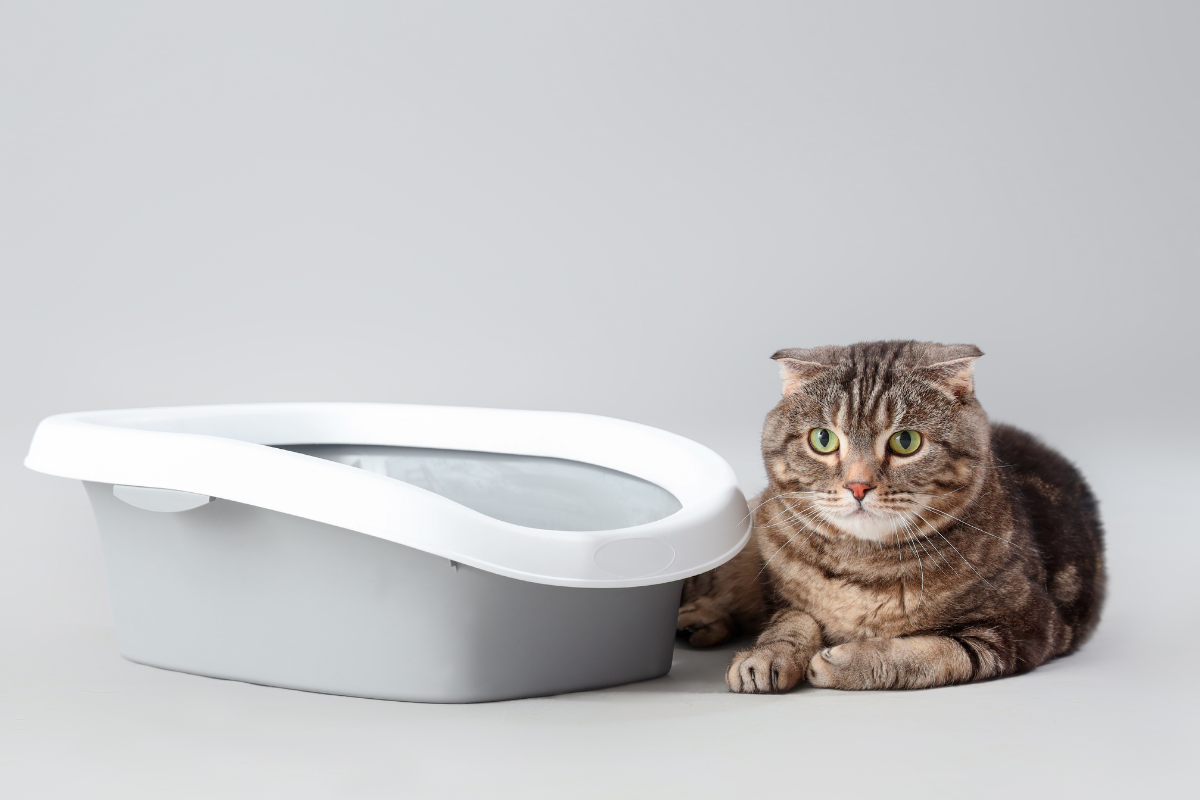 un chat tigré couché à côté de sa litière