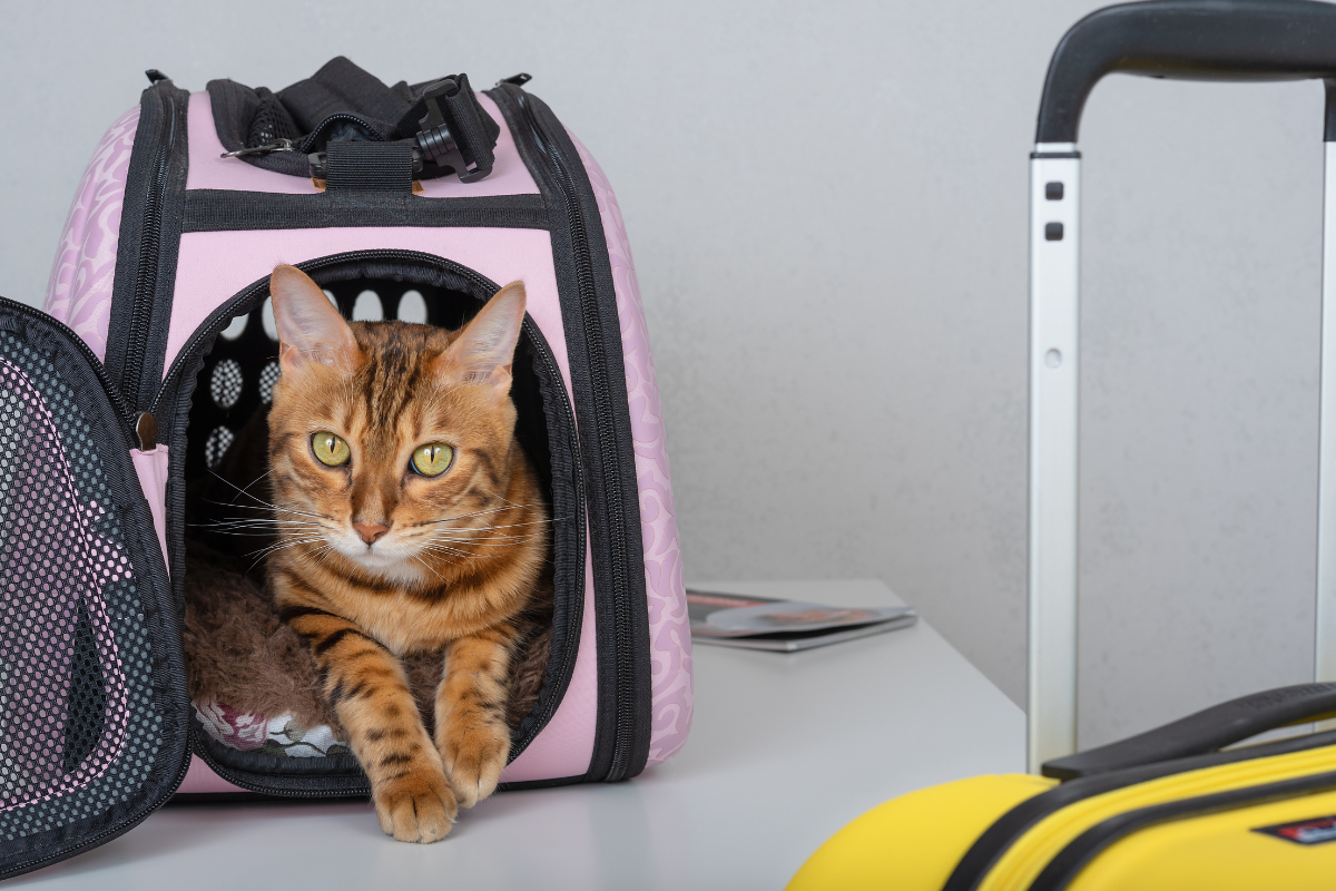 un chat tigré regarde l'objectif posé dans son sac de transport rose avec une valise jaune au premier plan