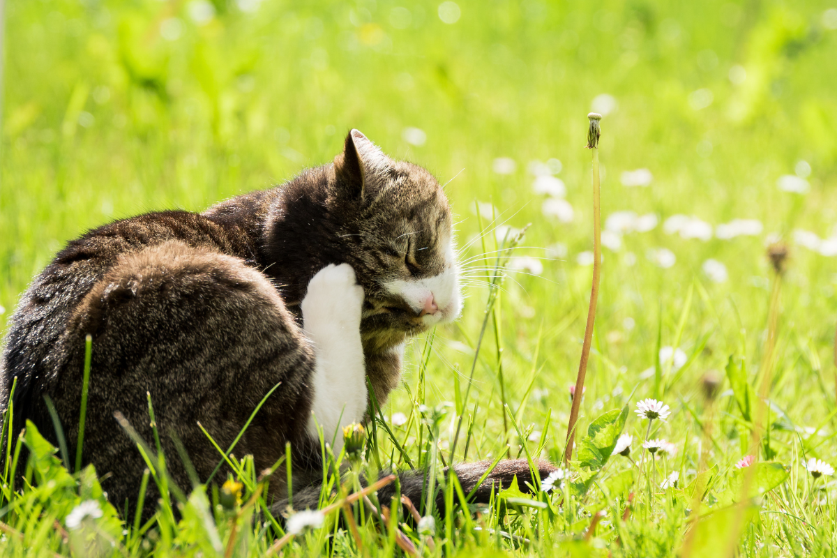 un chat tigré se gratte la tête dans une prairie à l'herbe verte