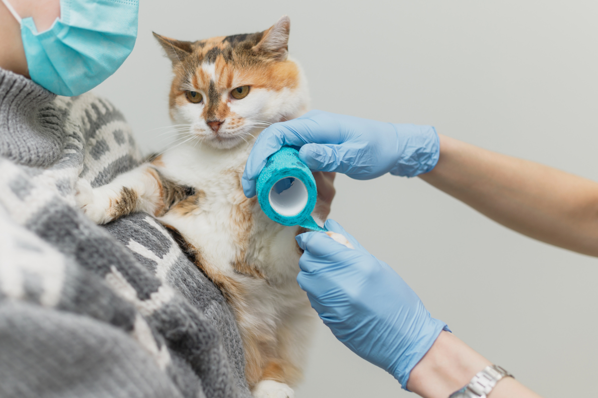 un chat tricolore tenu par une femme en pull et se fait mettre un bandage par une vétérinaire