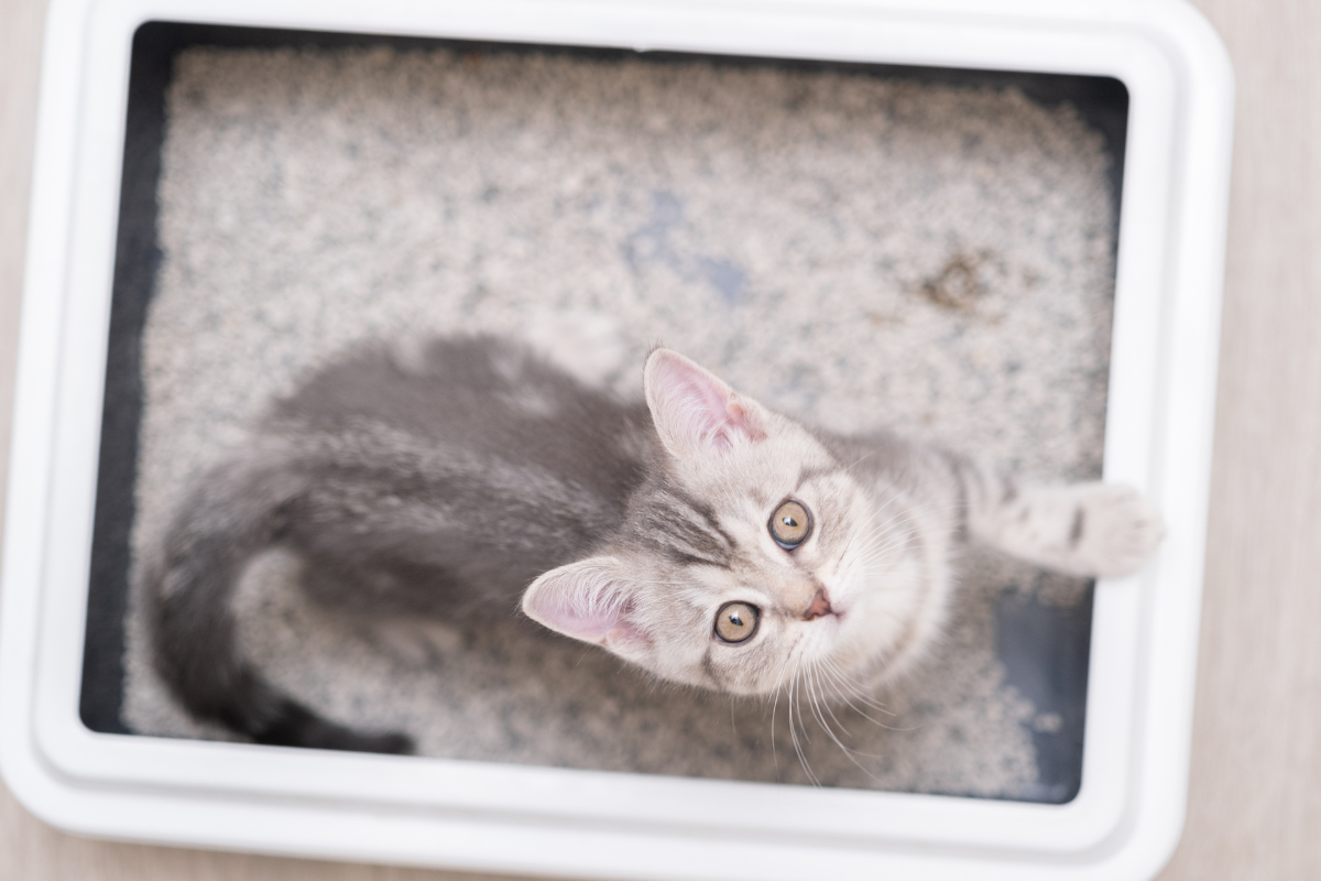 un chaton gris vu du dessus dans un bac à litière