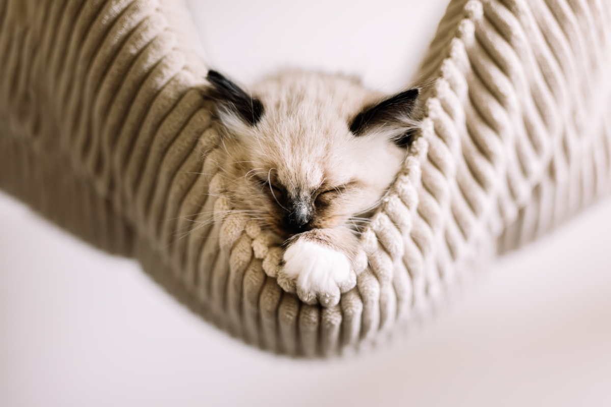 un chaton qui dort dans un hamac