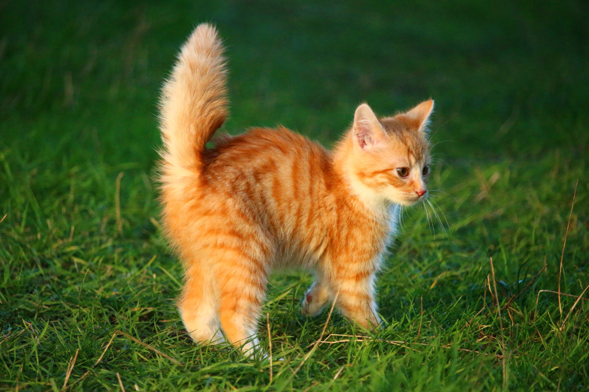 un chaton roux dans l'herbe a le poil hérissé et la queue en l'air