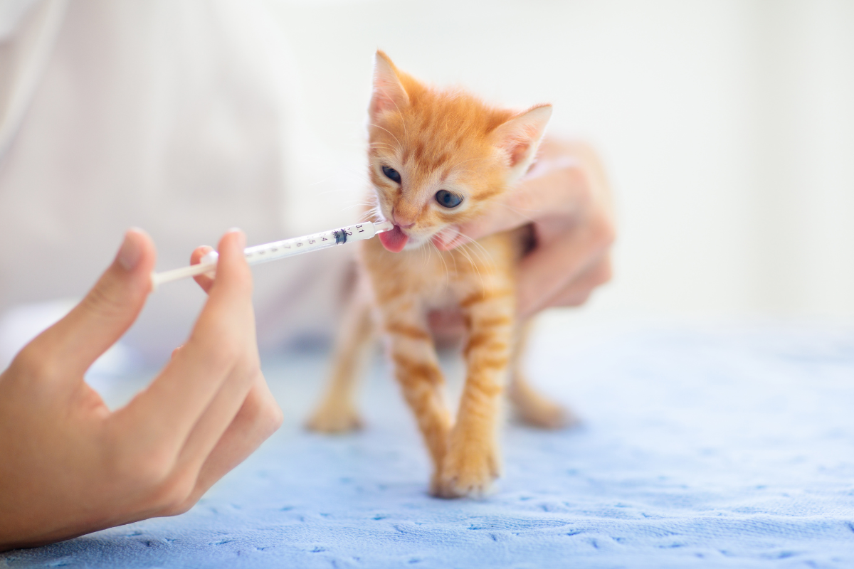 un chaton roux tigré lèche un liquide du bout d'une pipette donnée par une vétérinaire