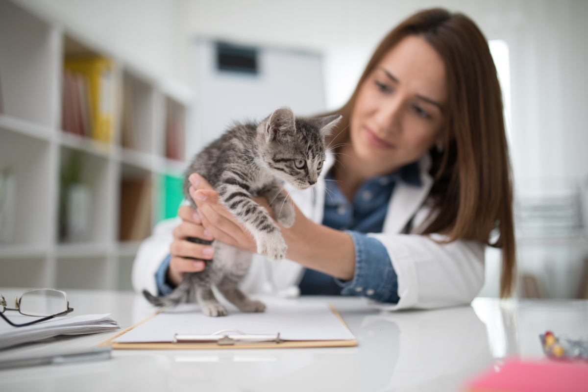 un chaton tigré ausculté par une vétérinaire