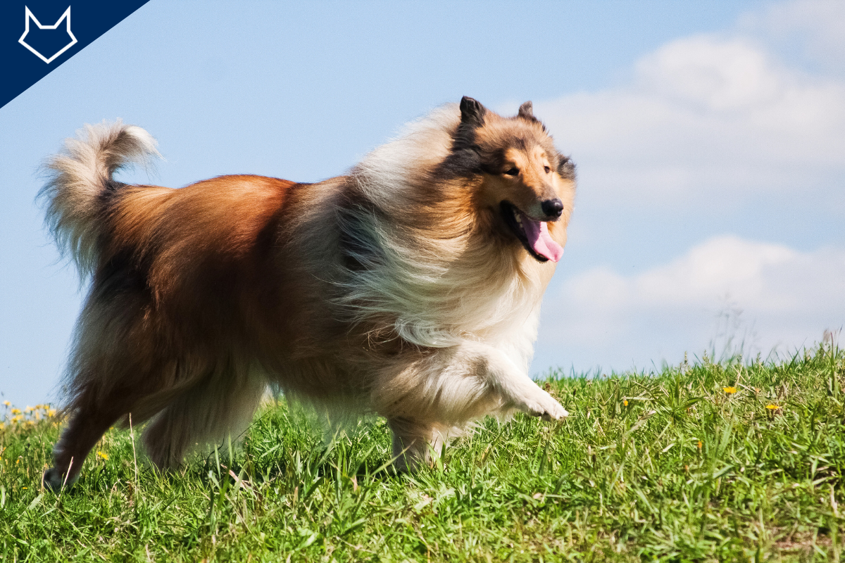 un chien Colley dans une prairie les poils dans le vent qui lève la patte