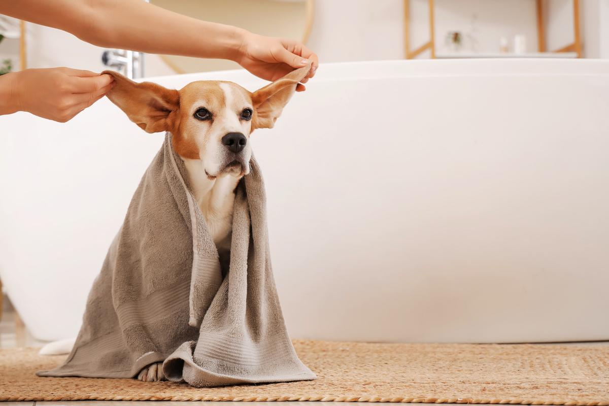 un chien à poil court enveloppé d'une serviette devant une baignoire qui se fait tenir les oreilles en l'air