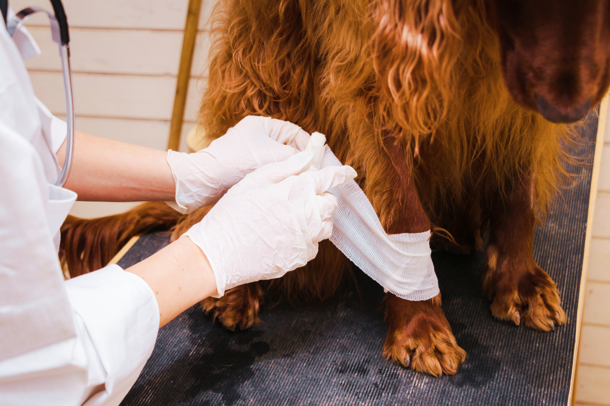 un chien à poils longs se fait poser un bandage à la patte par une vétérinaire