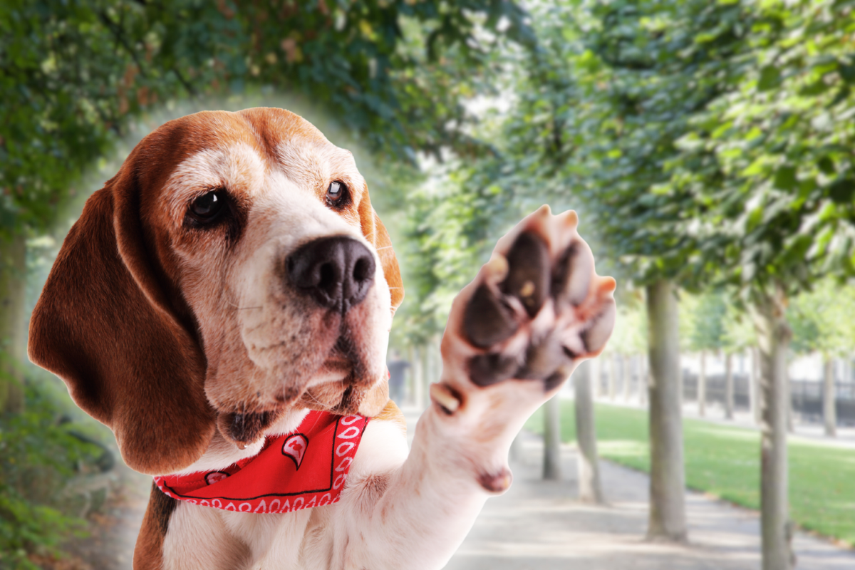 un chien avec un bandana rouge autour du cou lève la patte