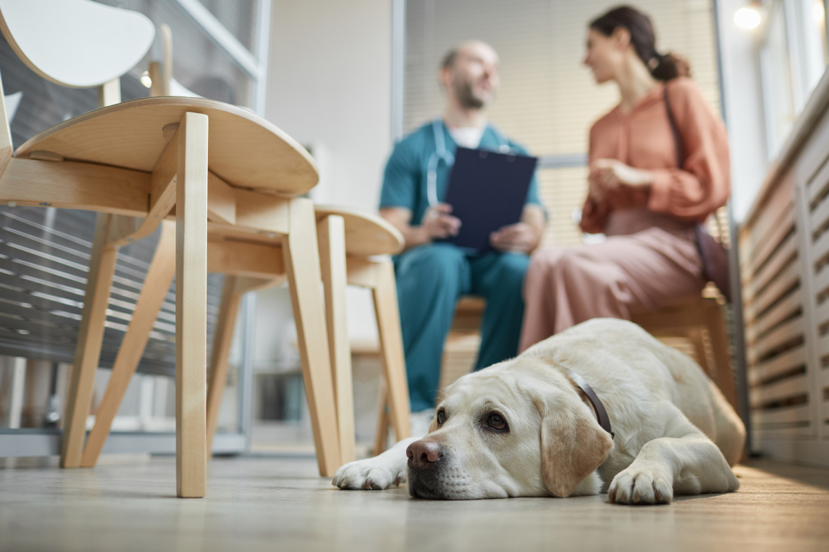un chien beige couché en salle d'attente et sa propriétaire et le vétérinaire discutent