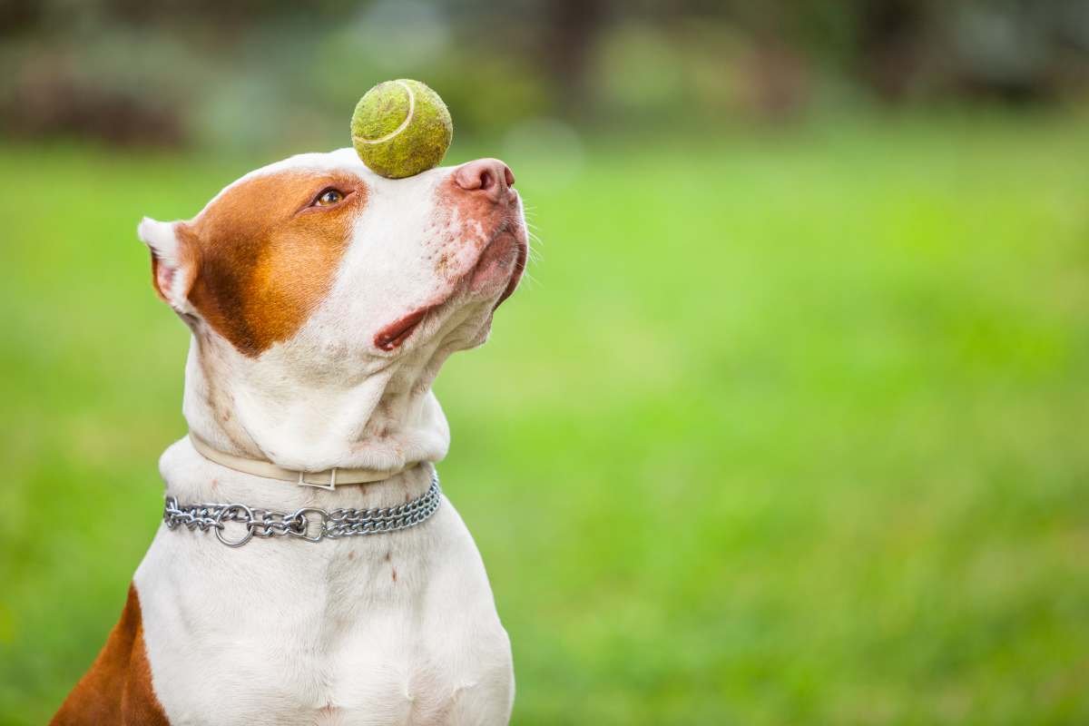 un chien blanc et brun au parc qui tient une balle de tennis en équilibre sur son museau