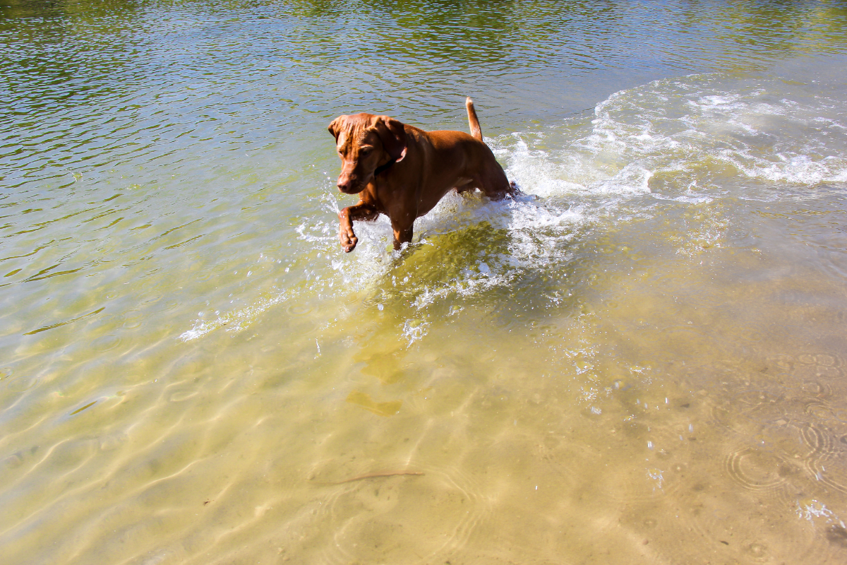 un chien brun patauge dans l'eau peu profonde