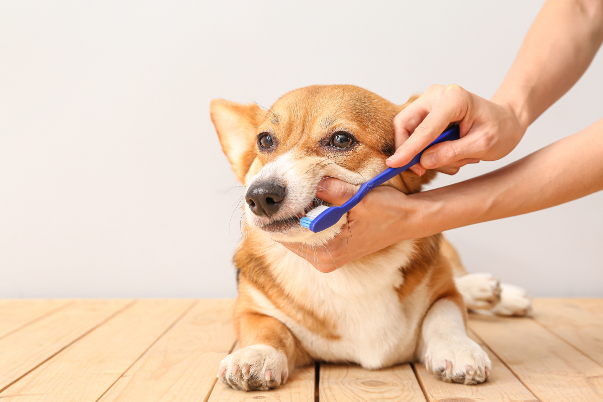 un chien corgi couché se fait brosser les dents