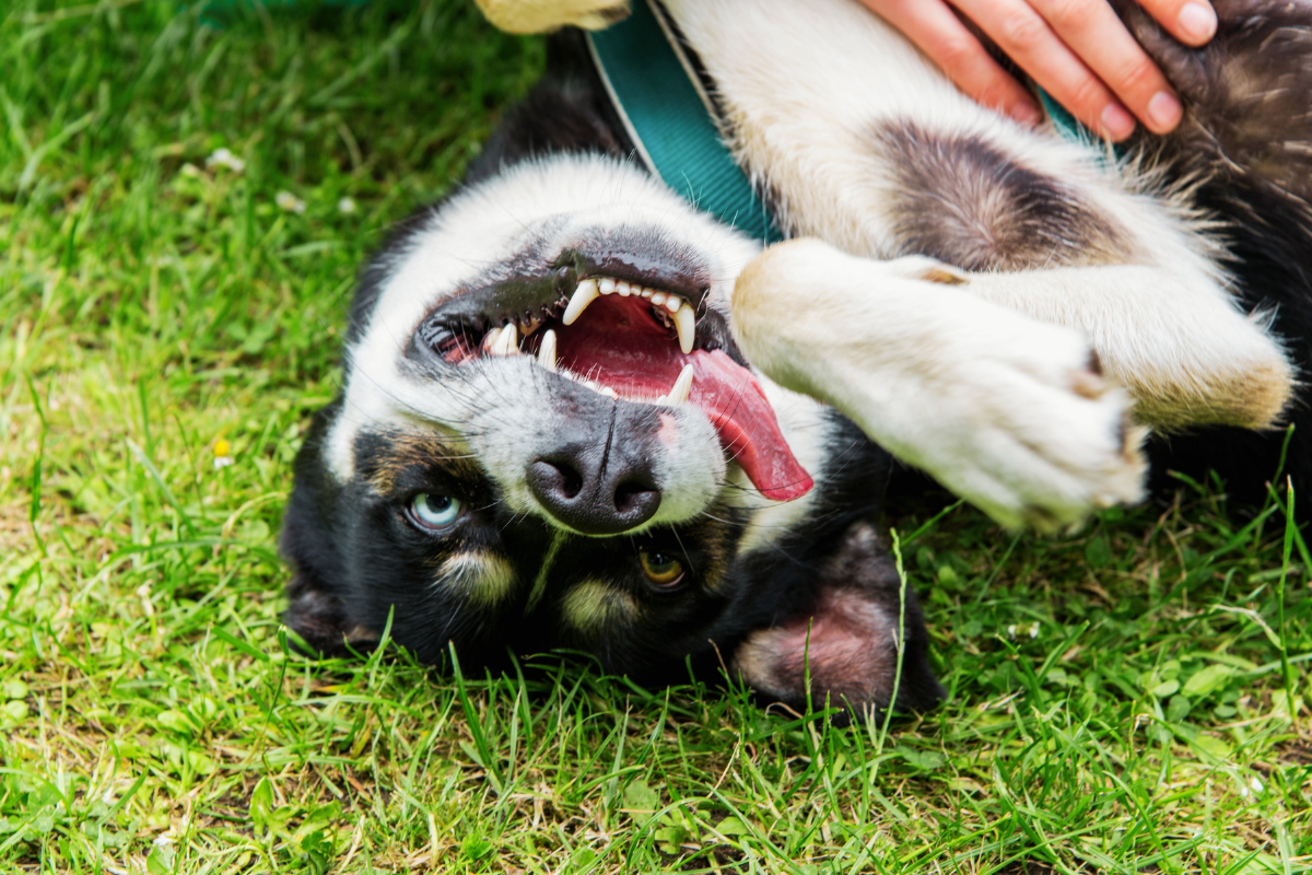 un chien couché dans l'herbe la tête à l'envers