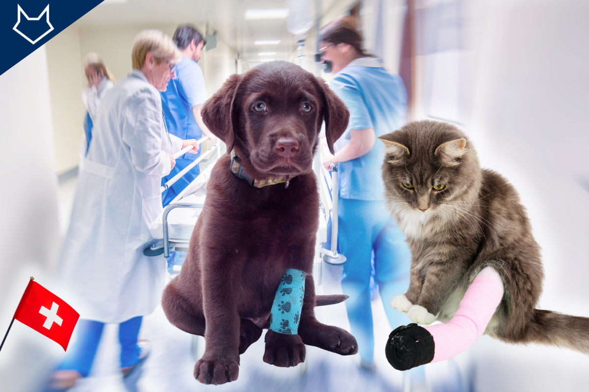 un chien et un chat avec des bandages avec un drapeau suisse à gauche et un service d'urgence en fond