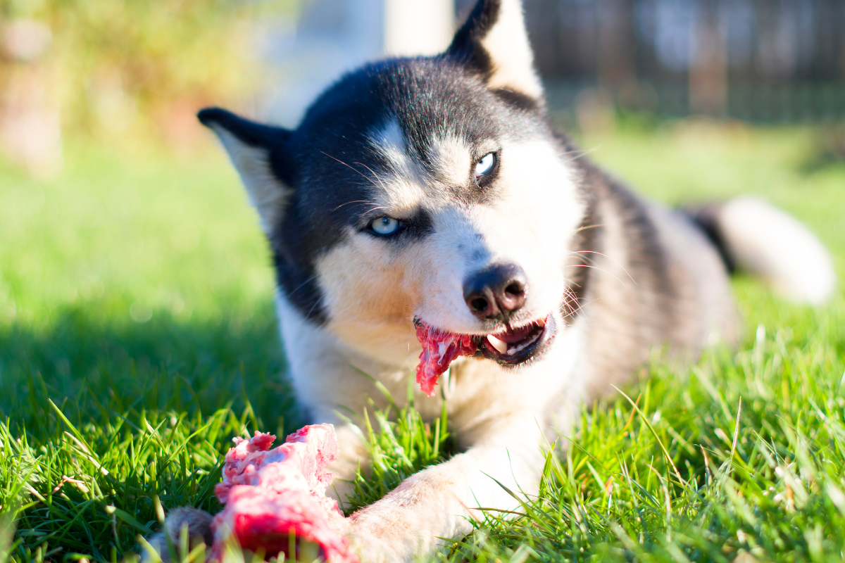 un chien husky assis dans l'herbe dévore un morceau de viande rouge