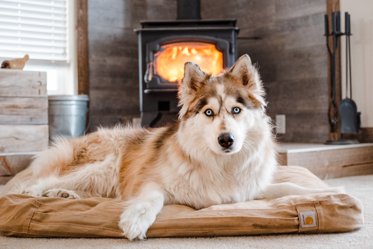 un chien husky aux yeux bleus couché sur un grand coussin devant un feu de cheminée