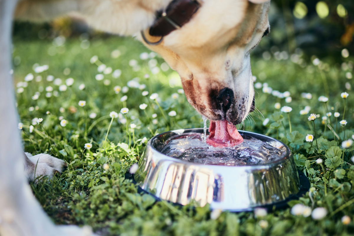 un chien lape dans une gamelle d'eau