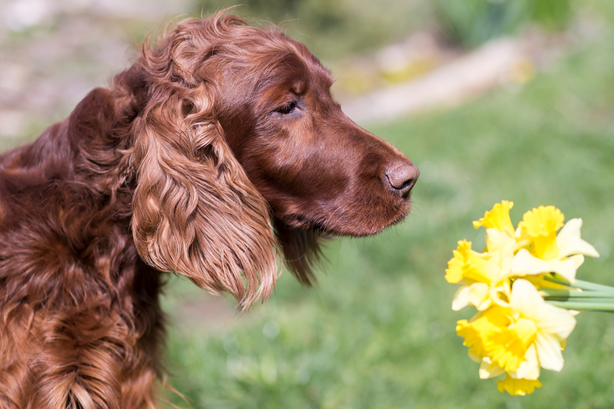 un chien marron à poils longs renifle une gerbe de jonquilles dans un pré