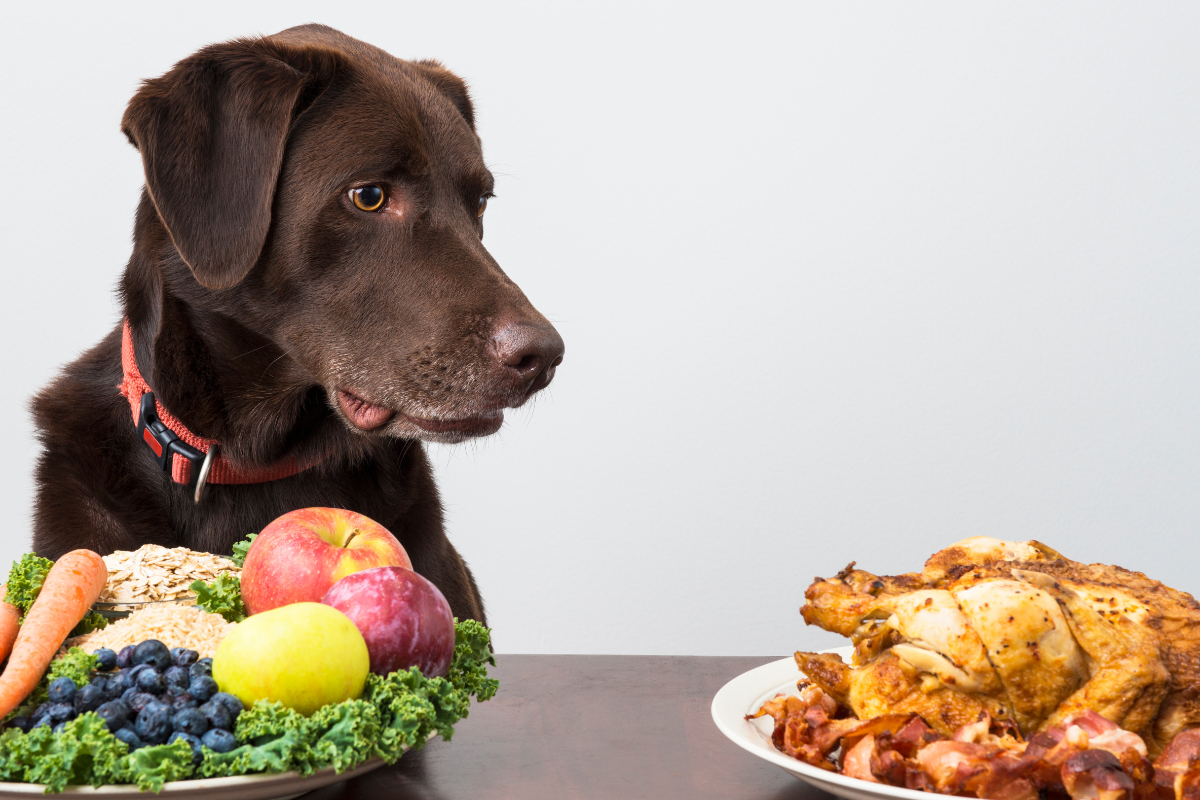 un chien marron devant un plat de légumes regarde le poulet rôti
