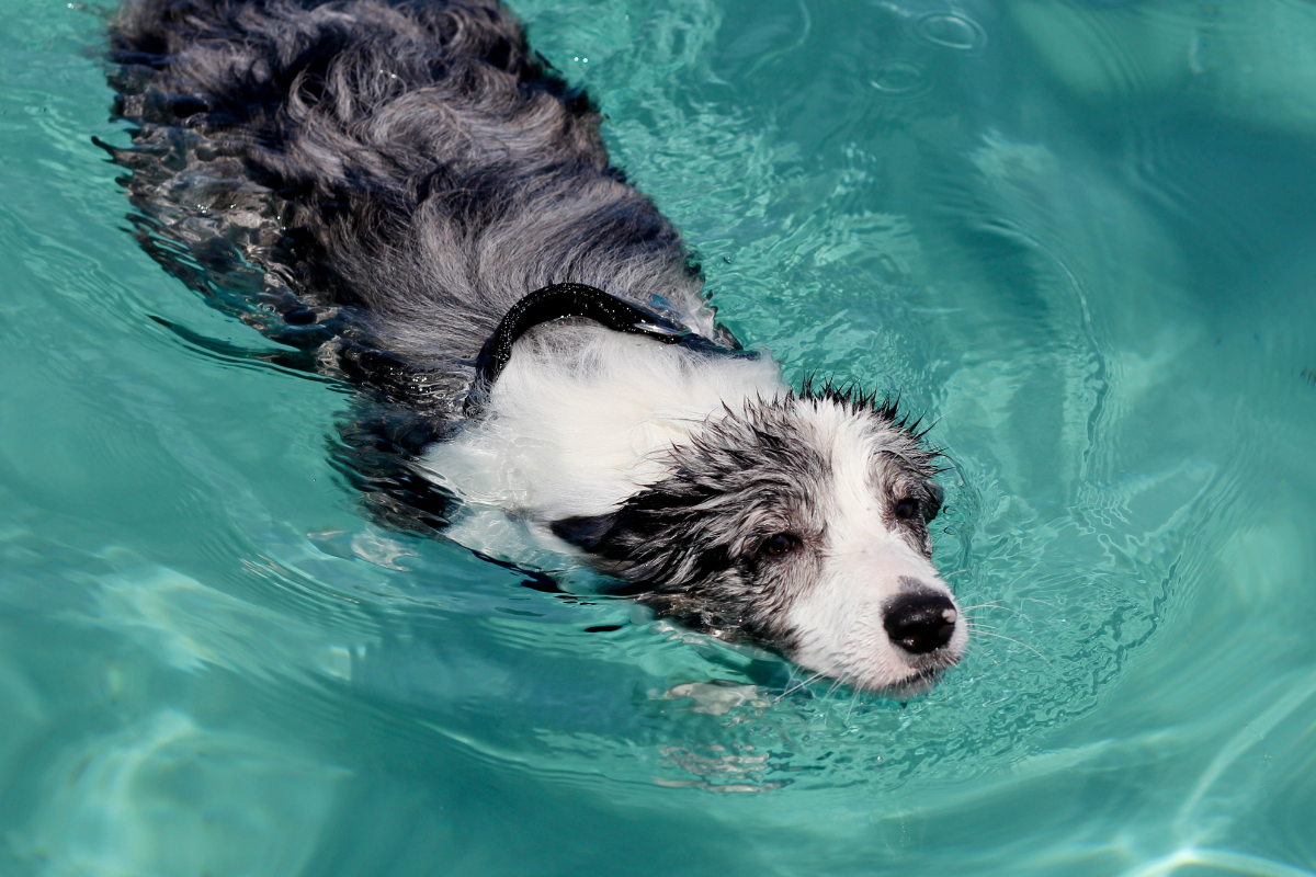 L’eau comme terrain de jeu et de remise en forme pour votre animal 2 un chien noir et blanc à poils longs nage dans l'eau turquoise