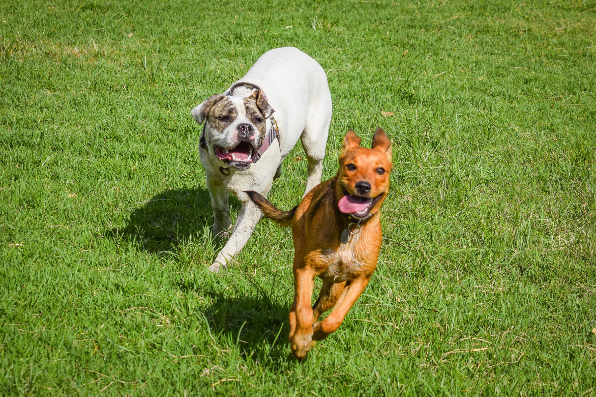 un chien roux court devant un chien blanc dans l'herbe