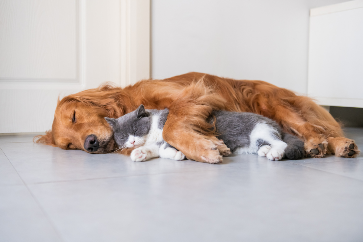 un chien roux et un chat blanc et gris dorment ensemble