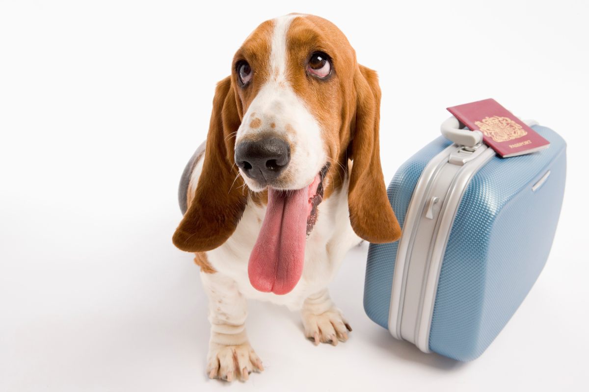 un chien tire la langue à côté d'une valise et un passeport posé dessus