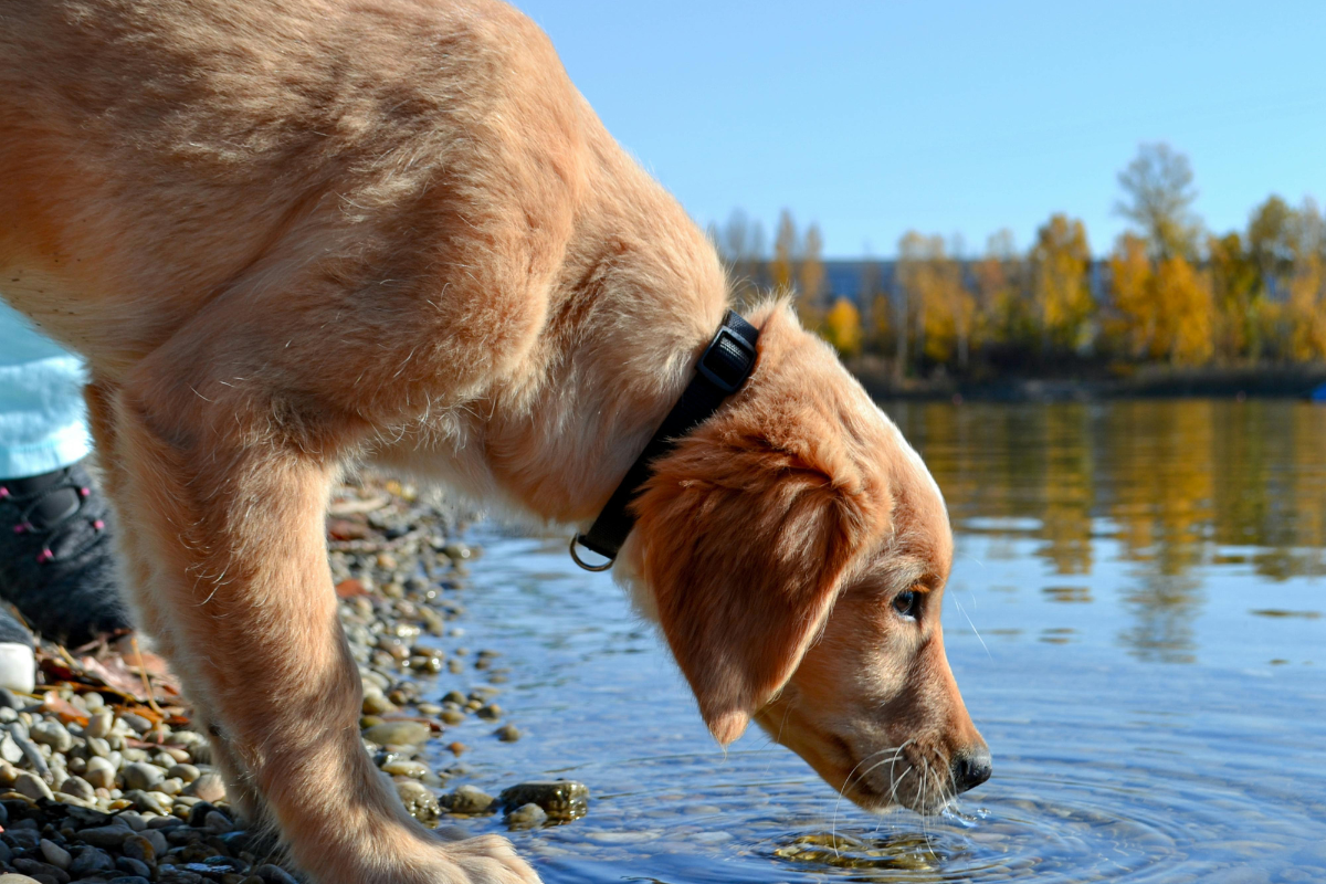 un chiot beige boit de l'eau au bord d'un lac