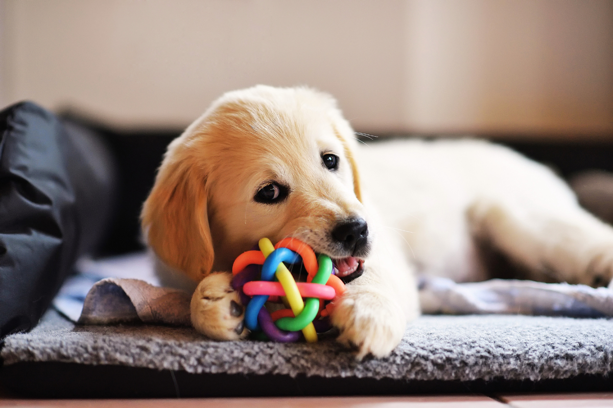 un chiot beige couché mâchouille une balle multicolore