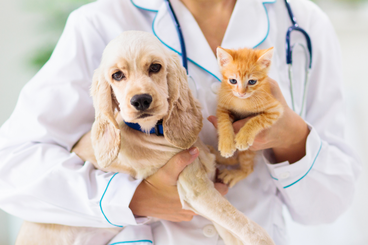 un chiot beige et un chaton roux portés dans les bras d'une vétérinaire