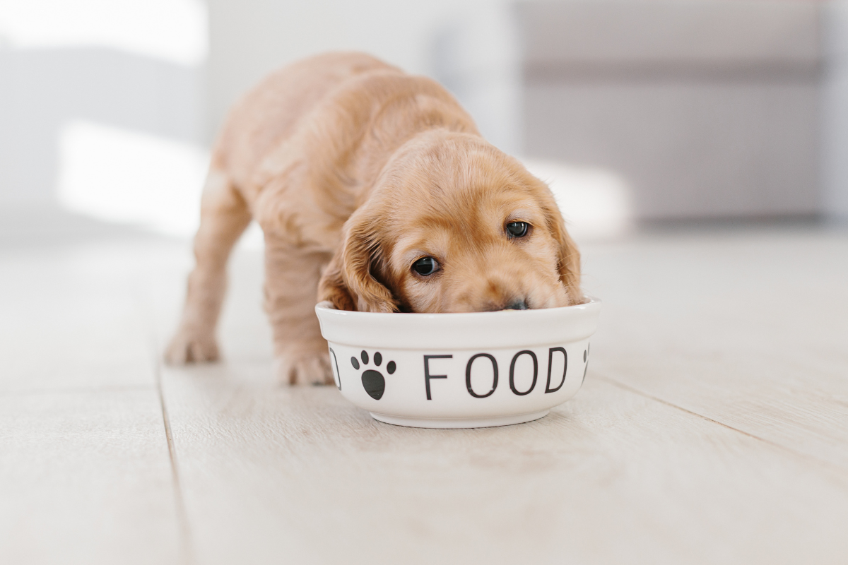 un chiot beige qui mange la tête dans sa gamelle