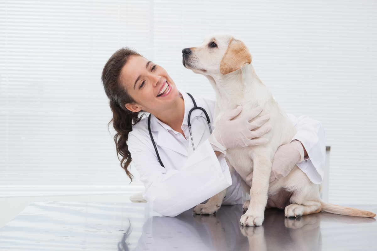 un chiot blanc assis avec une vétérinaire souriante qui le maintient